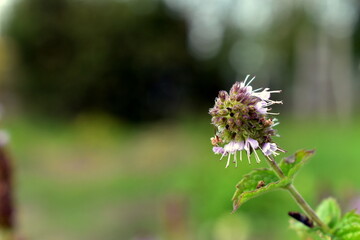 blooming mentha longifolia in the garden