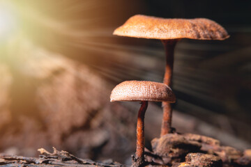 Mushrooms on ground with sun light ray and copy space. Beautiful sunset look of mushrooms on ground.