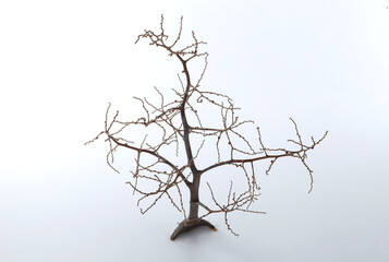 dry branch of tree