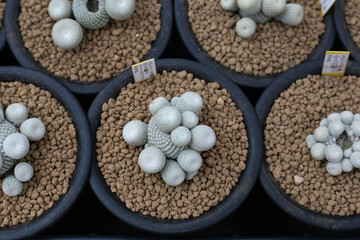 Varieties of cactus and succulent grow in the garden near BKK,Thailand.