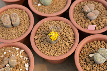 Varieties of cactus and succulent grow in the garden near BKK,Thailand.