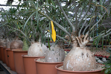 Varieties of cactus and succulent grow in the garden near BKK,Thailand.