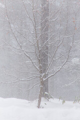 吹雪いている林の雪景色