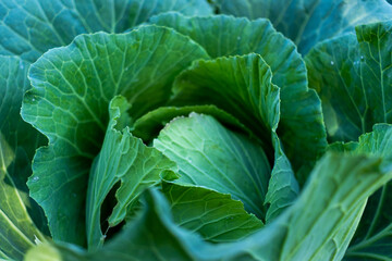 Raw fresh green cabbage texture and background, top view over dark background.