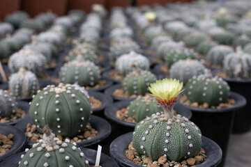 Varieties of cactus and succulent grow in the garden near BKK,Thailand.