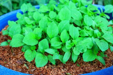 seedlings in a pot