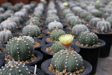 Colorful Cactus flowers blossom in the garden. 