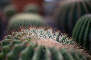 Varieties of cactus and succulent grow in the garden near BKK,Thailand.