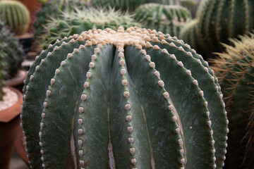 Varieties of cactus and succulent grow in the garden near BKK,Thailand.