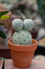 Varieties of cactus and succulent grow in the garden near BKK,Thailand.