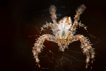 Close up of a cross orb weaver, spider on its web.