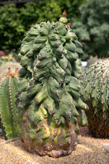 Varieties of cactus and succulent grow in the garden near BKK,Thailand.