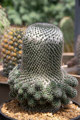 Varieties of cactus and succulent grow in the garden near BKK,Thailand.