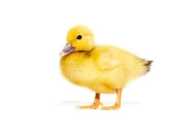 NewBorn little Cute yellow duckling isolated on white.