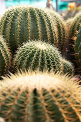 Varieties of cactus and succulent grow in the garden near BKK,Thailand.