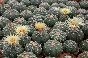 Colorful Cactus flowers blossom in the garden. 