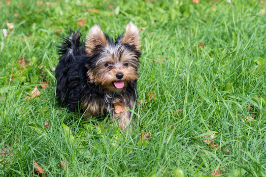 A cute Yorkshire terrier puppy plays in the yard, runs on the green grass. Portrait of a dog in nature