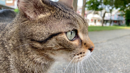suburban outdoor street gray, white and tan cat