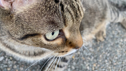 European shorthair cat in suburban street close up