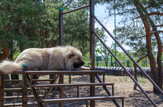Portrait of a Caucasian Shepherd or North Caucasian Wolfhound.