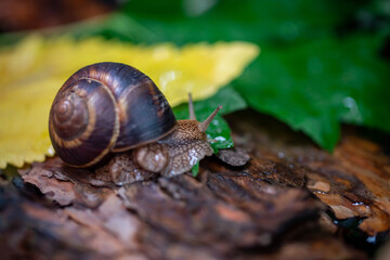 A large snail on the bark of a tree. Photo in the wild. Burgudian, grape or Roman edible snail from the Helicidae family.