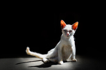 Homeless cat. Stray white cat sitting on a cement floor in the sun