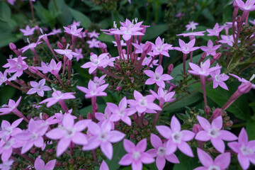 Obraz premium bed of purple flowers in an outdoor garden