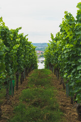 Fototapeta na wymiar Wein Reben in einem Weinberg mit der Stadt Würzburg im Hintergrund