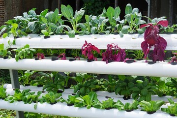Vegetables are grown in hydroponic pipes.