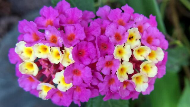 4K HD video zooming in on tiny vibrant yellow and pink lantana flowers with a single ant going flower to flower in search of food.
