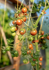 beautiful, healthy and tasty tomatoes in the greenhouse, autumn harvest