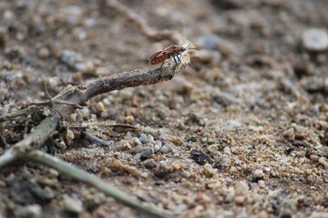 INSETS ON THE GROUND