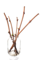 Obraz premium The process of growing grapes saplings from the vine.