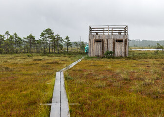Fototapeta na wymiar traditional bog landscape with wet trees, grass and bog moss in the rain, wooden lookout tower in the bog, foggy and rainy background