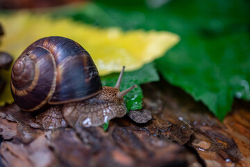 A large snail on the bark of a tree. Photo in the wild. Burgudian, grape or Roman edible snail from the Helicidae family.