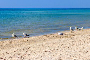 Seagulls on a sandy beach of the Black sea