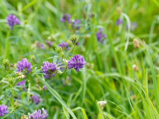 (Medicago sativa) Fleurs violettes en ombelles sur fine tige de Luzerne cultivée ou alfalfa