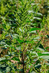 Iva xanthiifolia plants (Cyclachaena xanthiifolia, giant sumpweed, marsh-elder)