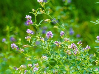 Luzerne cultivée ou foin de Bourgogne à fleurs violacées (Medicago sativa)