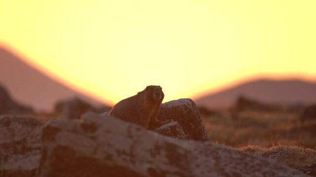 Marmot observing its surrounding in the highlands of the Rocky Mountain National Park