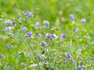 Luzerne cultivée ou foin de Bourgogne à fleurs violacées (Medicago sativa) 