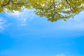 Green foliage of branch tree with sunshine and blue sky cloud natural abstract background. Green leaves of freshness at spring season or summer sunny day in the park.