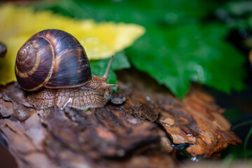 A large snail on the bark of a tree. Photo in the wild. Burgudian, grape or Roman edible snail from the Helicidae family.
