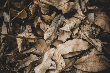 dry leaves on the ground