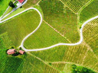 Aerial view over vineyard fields. Rolling hills nature landspace. Dreisiebner,slovenia , europe...