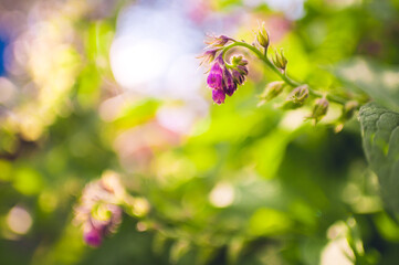 comfrey herb - Symphytum officinale