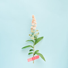 Spiraea alba or meadowsweet flowers taped to light blue background. Minimal concept.