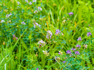 Luzerne cultivée ou foin de Bourgogne à fleurs violacées (Medicago sativa)  