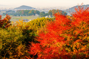 明日香・甘樫丘の紅葉と耳成山