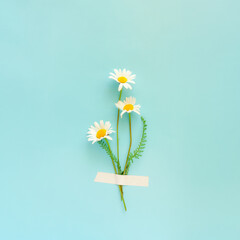 Field daisy flowers taped to blue background. Minimal concept.
